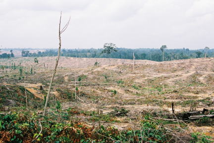 スマトラ島天然林伐採状況